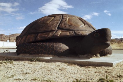 Largest Tortoise